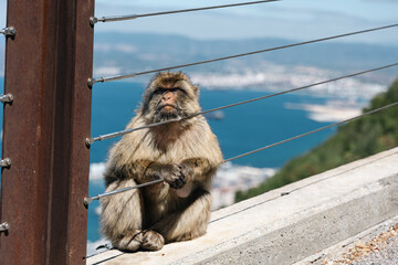 Barbary Macaque in Gibraltar