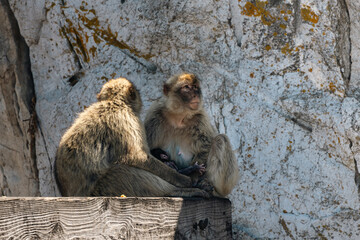 Barbary Macaque in Gibraltar