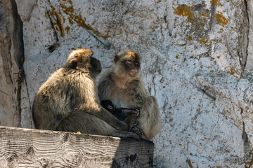 Barbary Macaque in Gibraltar