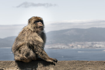 Barbary Macaque in Gibraltar