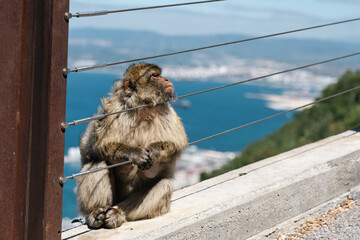 Barbary Macaque in Gibraltar