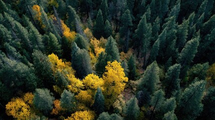 High-angle view of a forest with autumn foliage.  Patches of vibrant yellow leaves stand out amidst dark green evergreen trees