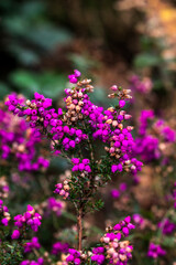 Close-up of vibrant purple flowers of bell heather in bloom