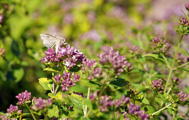 Closeup of a Silver Y moth, Derbyshire England