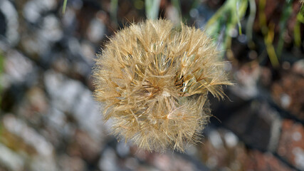 Macro image of a Common Salsify seedhead, Derbyshire England
