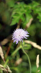 Macro image of a single Field Scabious flower, Derbyshire England

