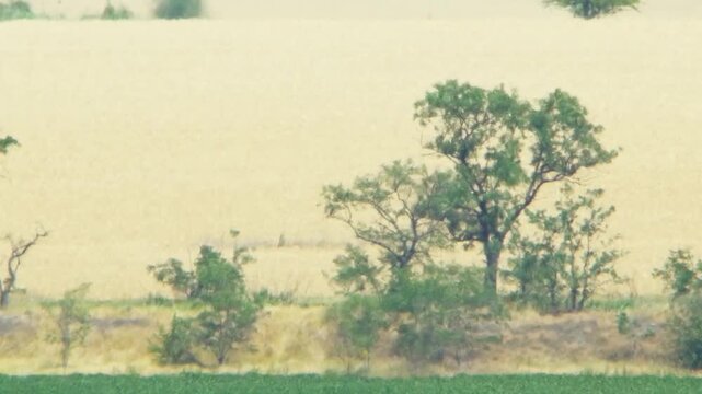 Extreme summer heat distorts distant trees and yellow agricultural fields, creating shimmering mirage. Visual evidence of abnormal heat, climate change, and global warming