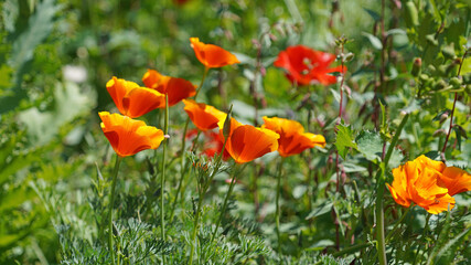Macro image of backlit orange California Poppy blooms, Derbyshire England
