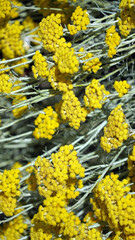 Macro image of Curry Plant flowers, Derbyshire England
