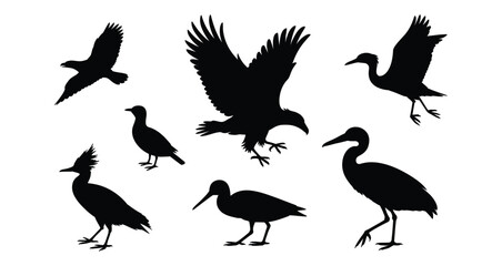 Fototapeta premium Set of six diverse bird silhouettes in varied postures—flying, perched, standing—ideal for wildlife themes, nature collections, and educational design