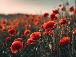 Obraz premium Vibrant red poppy field at sunset with soft glowing light and blurred background perfect for nature lovers