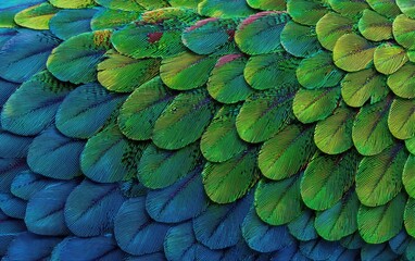 Fototapeta premium Close-up of vibrant peacock feather textures