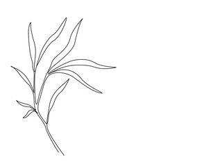Bamboo Leaves in single outline illustration. Continuous line art drawing of bamboo leaf.