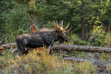 striking bull moose in fall foligae
