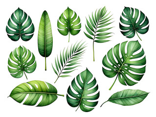 Collection of Exotic Green Tropical Leaves Watercolor Illustration for Botanical Designs and Summer Vibes with Isolated White Background