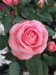 Rosa blühende Rose im Garten