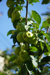 
apple tree branch with green apples against blue sky