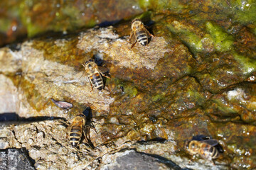 bees crawl on wet stones drink water summer nature insects