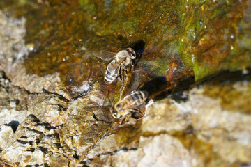 bees crawl on wet stones drink water summer nature insects