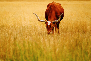 Long Horn or Longhorn Cattle Cows Feeding in Pasture Ranching Beef