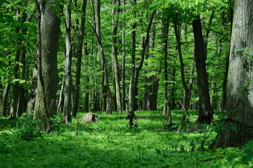 Green Forest