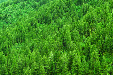Lush Green Pine Forest or Forrest on Mountain side in Wilderness Outdoors Healthy Environment