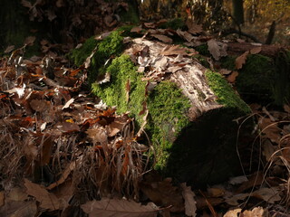 A moss-covered log rests on the forest floor surrounded by colorful autumn leaves.