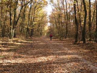 A lone cyclist rides along a leaf-covered path through a vibrant autumn forest filled with warm colors.