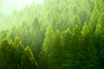 Pine Trees Forest Evening Light