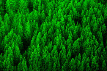 Forest of Pine Trees in Early Morning Light Lush Green Growth