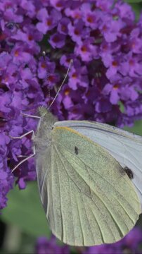 Large White butterfly (Pieris brassicae) feeding on buddleia flowers before flying away. July, Kent, UK [Slow motion x5] Vertical