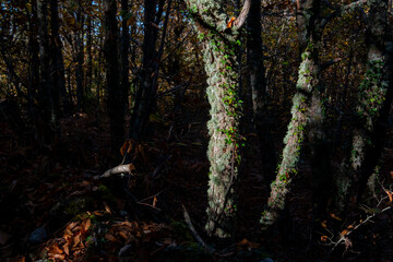 Obraz premium Lichen-covered tree trunk in an autumn forest