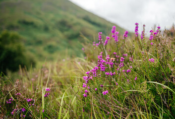 Blooming Scottish Heather in Highland Grassland