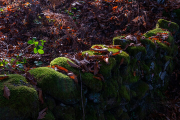 Detail of the sun's rays over the interior of a chestnut forest in autumn.