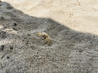 Close-up of a ghost or sand crab on the sand of Cuyaua - Aragua Coast, Venezuela on a sunny day