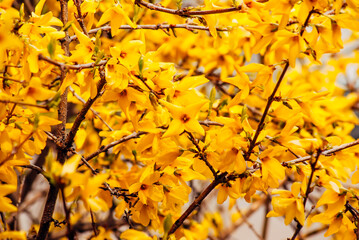 autumn leaves background