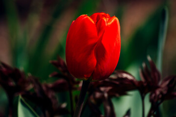 red and yellow tulips