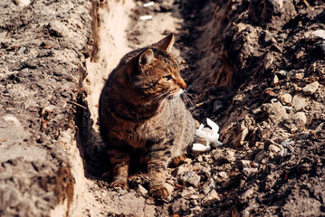 bengal cat sitting on the rock