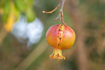 A mature pomegranate fruit splits open on the tree, revealing its red seeds inside.