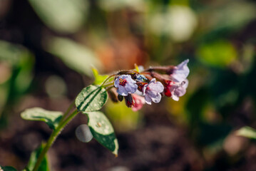 bee on flower