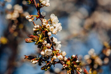 autumn leaves in the wind