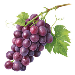 "Bunch of fresh purple grapes with green stem, juicy texture, isolated on transparent background, high detail, front angle"