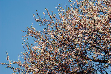 tree branches against blue sky