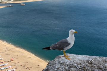seagull on the beach