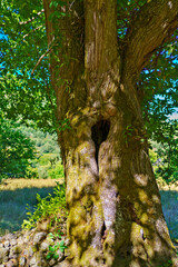 Large tree trunk with hole growing in green landscape