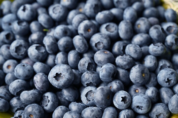 Blueberries close-up. Harvested in August. Fresh blueberries.