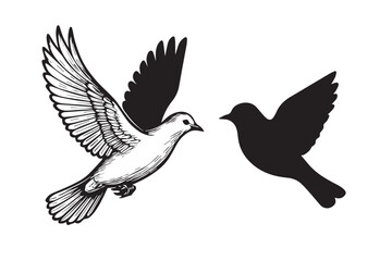 Fototapeta premium Flying Peace Dove Sketch and Silhouette