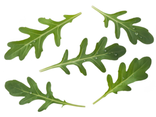 Fresh rocket leaves arranged in a circular pattern isolated on transparent background