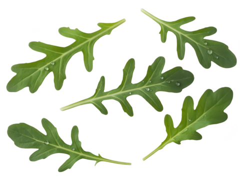 Fresh rocket leaves arranged in a circular pattern isolated on transparent background