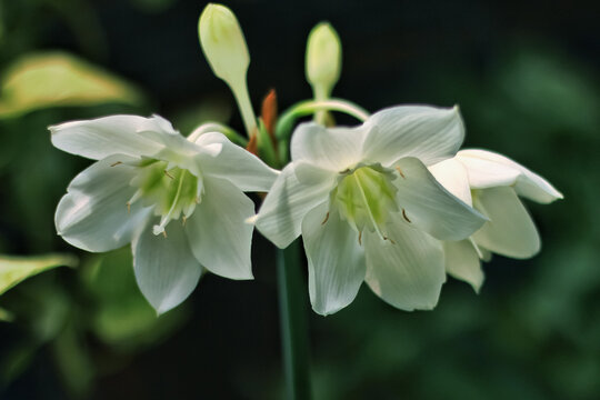 amazon lily or amazon star lily flower has white petal. amazon lily flower grow and bloom in nature. amazon lily flower has botany name Eucharis amazonica from Amaryllidaceae